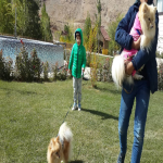 برگزاری ورک شاپ باهوش ترین سگ ایران